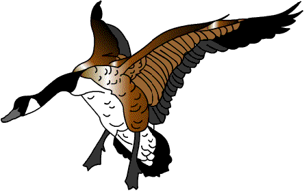 Vogel-012.gif (22401 bytes)