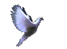 Vogel-018.gif (38556 bytes)
