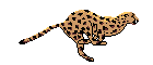 cheetah[1].gif (5262 bytes)