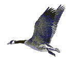 goose[1].gif (6807 bytes)