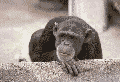 monkey.gif (31659 bytes)